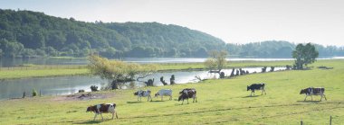 spotted cows in beautiful moring light in floodplanes of river Rhine opposite Rhenen in the netherlands clipart