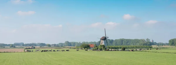 Vacas cerca del antiguo molino de viento en la campiña holandesa cerca de Lienden en los Países Bajos — Foto de Stock