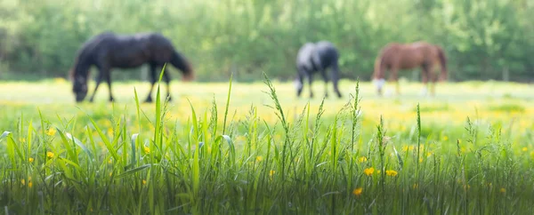 Grass and yellow flowers with grazing horses in the background — Stock Photo, Image