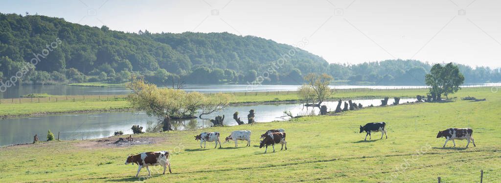 spotted cows in beautiful moring light in floodplanes of river Rhine opposite Rhenen in the netherlands