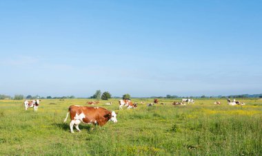 Benekli inekler sabah vakti Hollanda 'da Amerongen Nehri' nin karşısındaki Ren nehrinin taşkın uçaklarında görüldü.