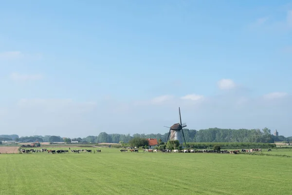 Vacas cerca del antiguo molino de viento en la campiña holandesa cerca de Lienden en los Países Bajos — Foto de Stock