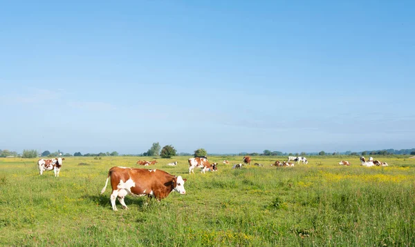 Benekli inekler sabah vakti Hollanda 'da Amerongen Nehri' nin karşısındaki Ren nehrinin taşkın uçaklarında görüldü. — Stok fotoğraf