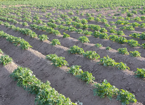 File di piante di patate sul campo alla luce del sole — Foto Stock