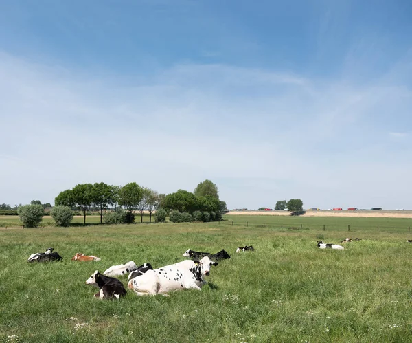 Krowy na zielonej łące w pobliżu autostrady A2 między deventer i zutphen w dolnej części — Zdjęcie stockowe