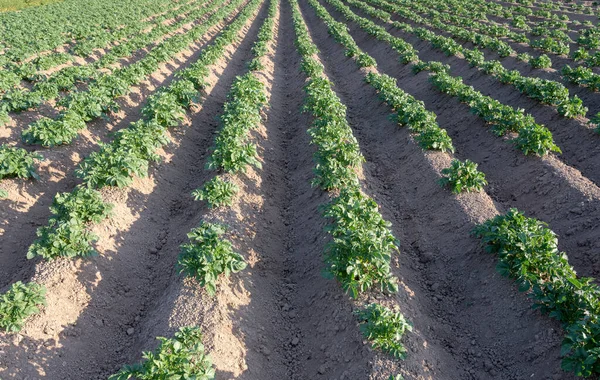 Hileras de plantas de patata en el campo a la luz del sol —  Fotos de Stock