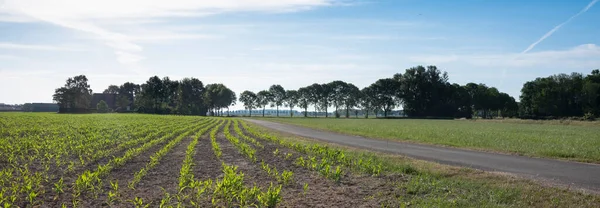 Campo de milho em achterhoek perto doetinchem nas terras baixas — Fotografia de Stock