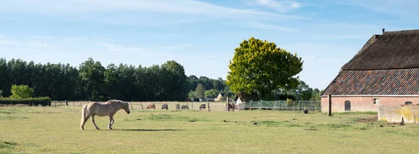 Caballo y granja de edad en la parte holandesa llamado achterhoek cerca de doetinchem — Foto de Stock