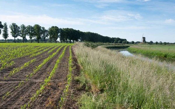 Campo di mais e vecchio mulino a vento vicino alla piccola città di bronkhorst nei Paesi Bassi — Foto Stock