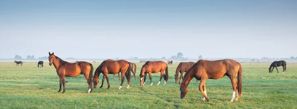 Muchos caballos marrones pastan en el prado verde bajo el cielo azul en la luz cálida de la mañana cerca de utrecht — Foto de Stock