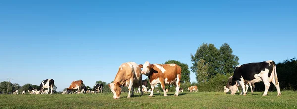 Vaches dans le nord de la France près de Saint-Quentin et Valenciennes — Photo