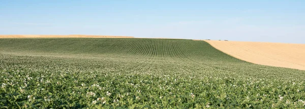 Patrones típicos casi abstractos del paisaje del campo agrícola en el norte de Francia bajo el cielo azul —  Fotos de Stock