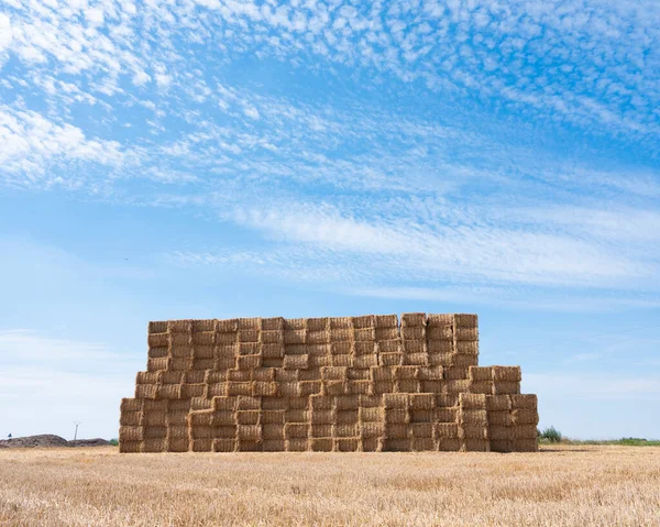 Large piles of stacked straw bales in the noerth of france — Stock Photo, Image