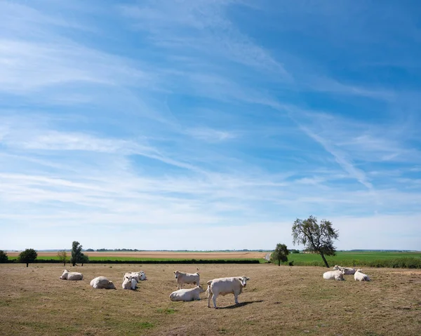 Білі корови на півночі Франції поблизу святого Квентіна і — стокове фото