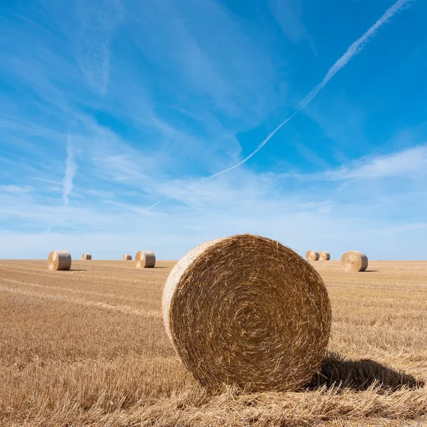Golden field with straw bales under blue sky in the north of france — Stock Photo, Image