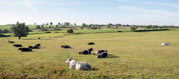Αγελάδες στα βόρεια της Γαλλίας κοντά στο Saint-quentin και Valenciennes — Φωτογραφία Αρχείου