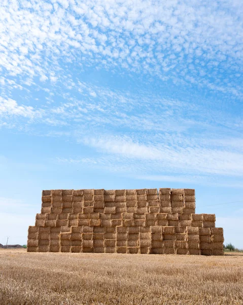 Large piles of stacked straw bales in the noerth of france — Stock Photo, Image