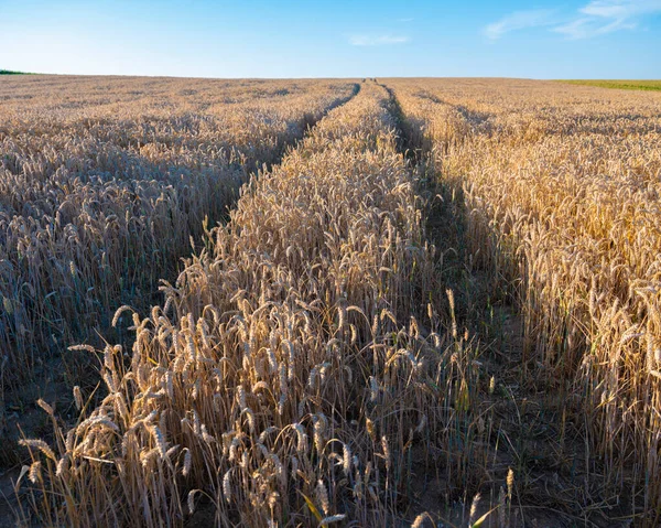 穀物畑と青空 — ストック写真
