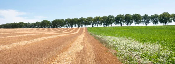 Ländliche Landschaft mit Bäumen im Norden Frankreichs in der Nähe von valenciennes — Stockfoto