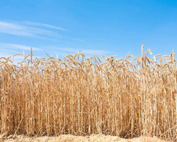 Nahaufnahme von reifem Korn und blauem Himmel — Stockfoto