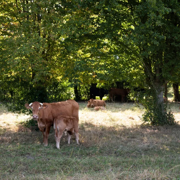 Fransa 'nın kuzeyinde Saint-Quentin ve Valenciennes yakınlarında inek ve buzağı. — Stok fotoğraf