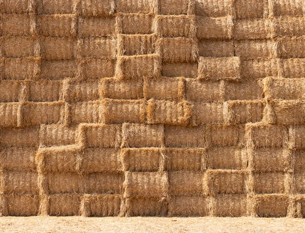 Large piles of stacked straw bales in the north of france — Stock Photo, Image