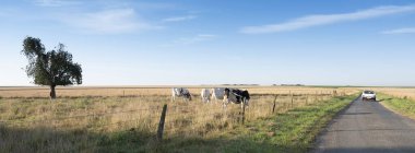 Fransa 'nın Nord pas de Calais kırsalında benekli inekler.