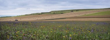 Fransız Normany 'de yaz çiçekleri ve saman balyalarıyla manzara