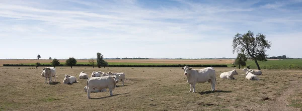Vacas blancas en el norte de Francia cerca de saint-quentin y valenciennes —  Fotos de Stock