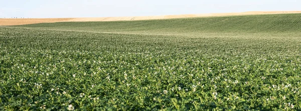 Typische fast abstrakte Muster landwirtschaftlicher Feldlandschaft im Norden Frankreichs unter blauem Himmel — Stockfoto