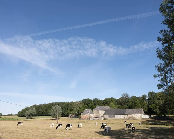 Fransa 'nın kuzeyinde Saint-Quentin ve Valenciennes yakınlarında inekler. — Stok fotoğraf