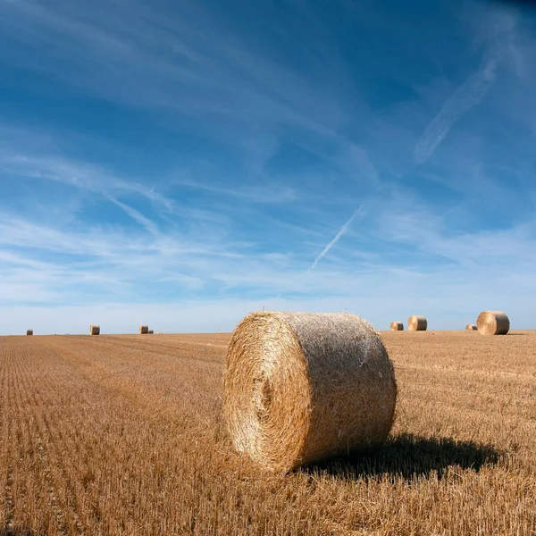 Campo dorado con fardos de paja bajo el cielo azul en el norte de Francia —  Fotos de Stock