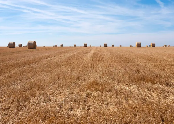 Campo dorado con fardos de paja bajo el cielo azul en el norte de Francia —  Fotos de Stock