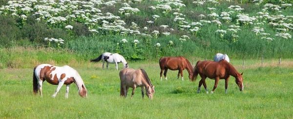 Caballos pastan en prado verde cerca de flores en Holanda — Foto de Stock