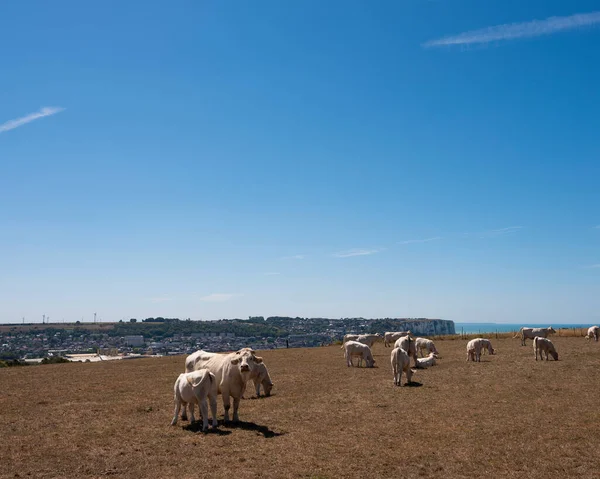 Vacas en los acantilados por encima mers les bains en normandía francesa — Foto de Stock
