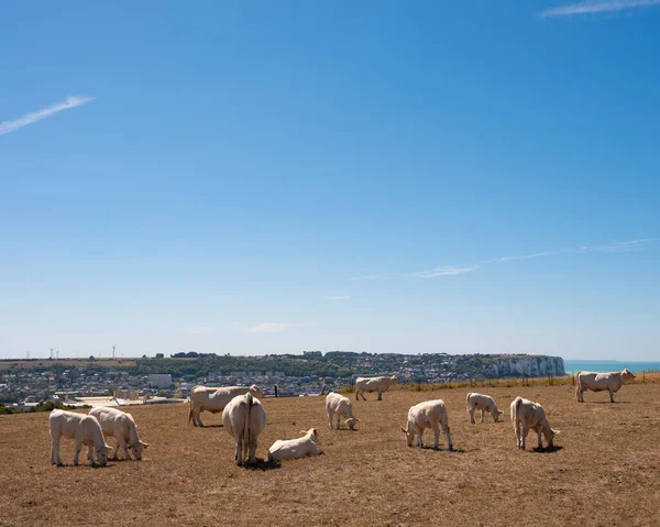 Vacas en acantilados cerca de mers les bains en la costa de Normandía — Foto de Stock