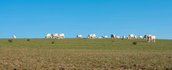 Білі корови на сонячно-зеленому лузі під блакитним небом у Франції — стокове фото