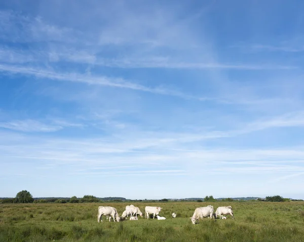 Білі корови в дельті річки Сом у французькій нормі — стокове фото