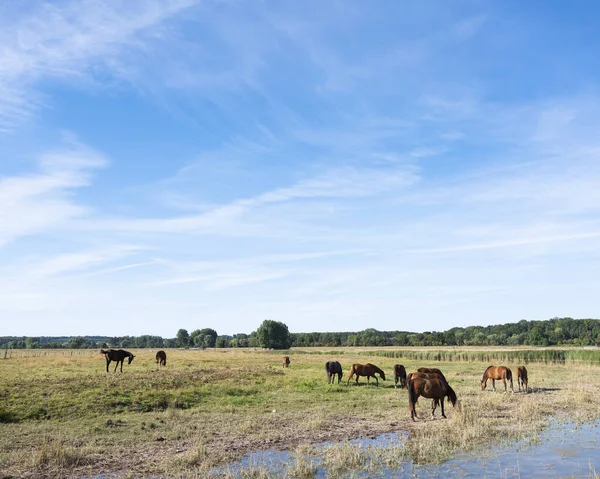 Chevaux bruns dans le delta de la Somme en Normandie française — Photo