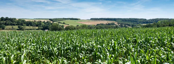 Campos de maíz y prados bajo el cielo azul en francés pas de calais cerca de boulogne —  Fotos de Stock