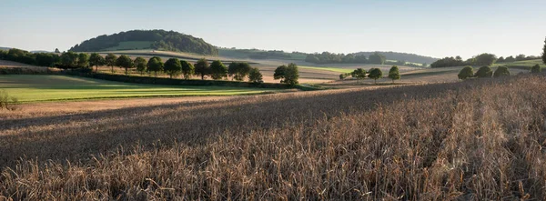 Paysage avec champs de maïs et prairies dans le parc de caps et marais dopale régional au nord de la France — Photo