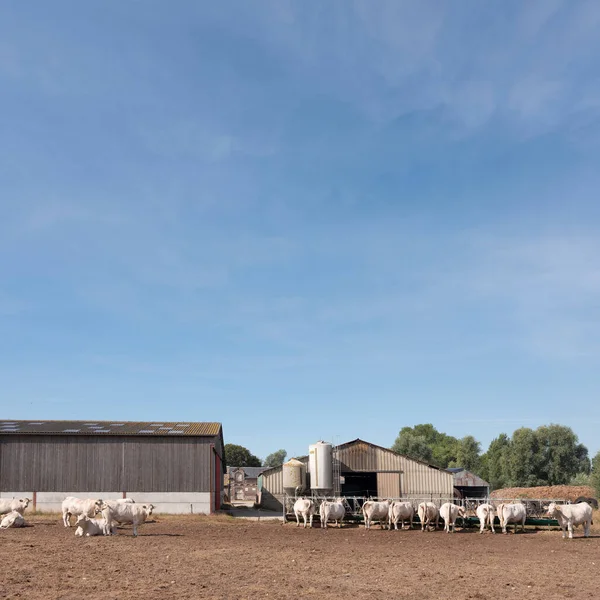 Vacas brancas e fazenda velha perto de boulogne em normandy francês — Fotografia de Stock