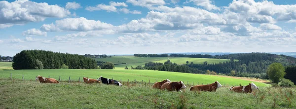 Vacas se encuentran en el prado con paisaje rural de eifel alemán en el fondo —  Fotos de Stock