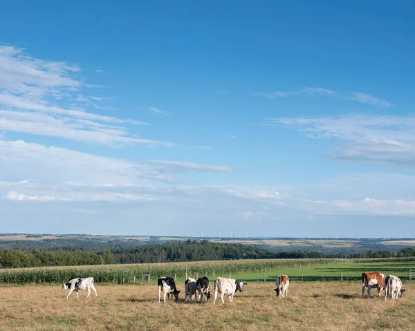 Vacas manchadas jóvenes en el prado con el parque nacional eifel en el fondo —  Fotos de Stock