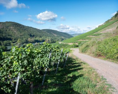 Cochem ve Pommern yakınlarındaki sarmaşıklar ve Alman Eifel 'indeki nehir yosunları