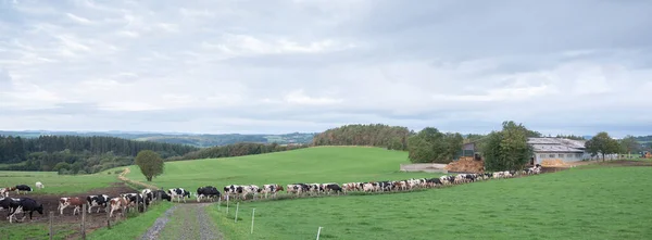 Larga fila de vacas en el paisaje rural de eifel alemán —  Fotos de Stock