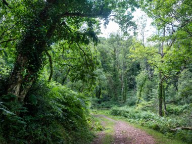 Bossington yakınlarındaki yemyeşil orman manzarası ve İngiliz ulusal parkı Exmoor 'unda seçilebilir.