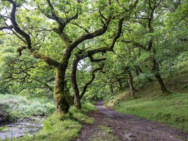 Taze yeşil meşe ağaçları ve Exmoor Ormanı 'nda dere kenarında yürüyüş rotası.