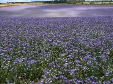 Baharda İngiltere 'nin Wiltshire ilçesindeki dantelli tarlalar kırsal kesimde renkli bir battaniye oluşturur.