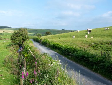 Beyaz, bej ve siyah inekler yeşil çayırlarda, mavi gökyüzünün altında Cornwall 'daki bodmin fundalığında.